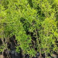 انار واندرگردو عناب یاس هلندی نهال درخت نهالستان|خدمات باغبانی و درختکاری|قم, بیست متری ولیعصر|دیوار