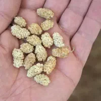 فروش توت خشک|خوردنی و آشامیدنی|قم, قلعه کامکار|دیوار