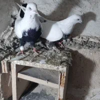 کبوتر