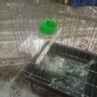 فروش شاه طوطی 9 ماهه بهترین  زمان برای اموزش|پرنده|بیرجند, |دیوار