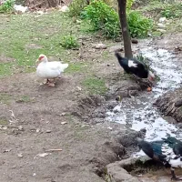 اردک محلی و اسرائیلی