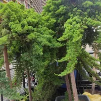 باغبانی ستارخان پاسداران ولنجک قیطریه کاوه|خدمات باغبانی و درختکاری|تهران, جماران (نیاوران)|دیوار