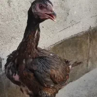 مرغ لاری و سیاه