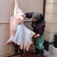 ذبح شرعی واسلامی|خدمات پذیرایی، مراسم|تبریز, |دیوار