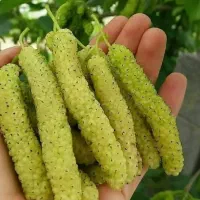 فروش انواع نهالهای مقاوم وپر بازده برای تمام مناطق|خدمات باغبانی و درختکاری|شیراز, قلات|دیوار