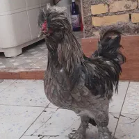 خروس...|حیوانات مزرعه|بندر ماهشهر, |دیوار