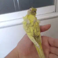 مرغ عشق پروانه ای رنگ خاص