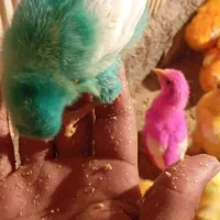 جوجه|پرنده|سیلاخور, |دیوار