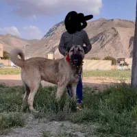 سگ کانگال