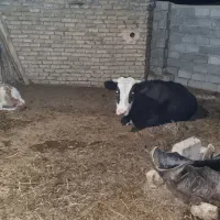 گاو و گوساله