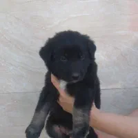 واگزاری رایگان سگ ژرمن|سگ|سنگر, |دیوار