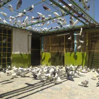 کبوتر پرشی کاشان