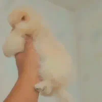 پامرین‌اشپیتز2ماهه عروسکی سایز ریز فقط۴/۳۰۰واگذاری|سگ|کرج, جهان‌شهر|دیوار