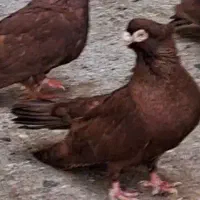 کبوتر نر اتریش