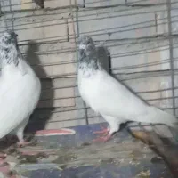 تعدادی کبوتر زیبا|پرنده|دلند, |دیوار