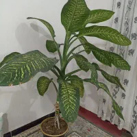 گل دیفین باخیا