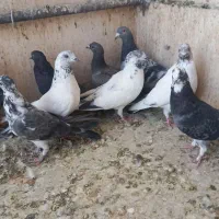 گرفتنی همه سالم|پرنده|قم, هفت تیر|دیوار