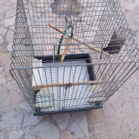 قفس‌پرنده‌‌سالم