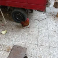 مرغ باخروس محلی