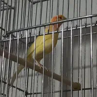 قناری ماده سرخ|پرنده|رشت, خواهر امام|دیوار