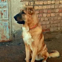 سگ سرابی|سگ|اصفهان, عباس‌آباد|دیوار