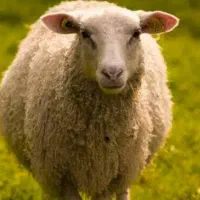 گوسفند سرحال
