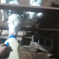 کارگر گاوداری