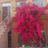 اجاره واحد میدان جهاد دوخوابه گلخونه‌ای|اجارهٔ خانه و ویلا|کاشان, باهنر|دیوار