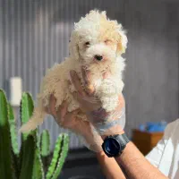 پودل عروسکی رنگ خاص