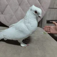 کبوتر‌تزینی