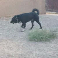 واگذاری سگ قدرجونی