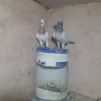 کبوتر