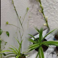 حراج گل ب قیمت گلخانه