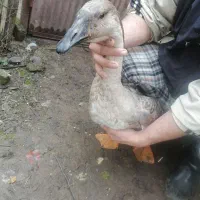 قو غاز و خروس|حیوانات مزرعه|سیاهکل, |دیوار