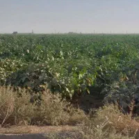 1000 متر زمین کشاورزی