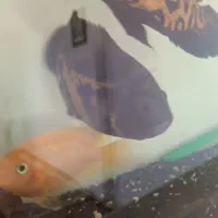 7عدد گوشتخار درشت با تمام لوازم مفت مفت|ماهی|مشهد, بهمن|دیوار