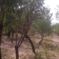 فروش باغ|فروش زمین و ملک کلنگی|سامان, |دیوار