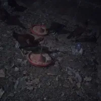 مرغ لاری ۱۲ عدد ۲عدد خوروس اصل لاری بقیه مرغ|حیوانات مزرعه|عجب شیر, |دیوار