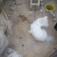 سگ معاوضه باپرنده|سگ|شیراز, نصرآباد|دیوار