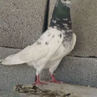 کبوتر