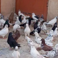 پرنده کفتر خوب