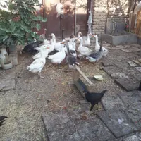 مرغ و خروس وغاز