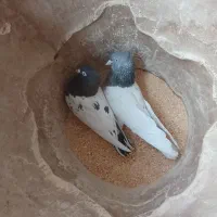 کبوتر|پرنده|محمدیه-قزوین, |دیوار