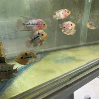 ماهی فلاور|ماهی|زنجان, |دیوار