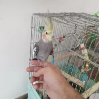 عروس هلندی نیمه اهلی نر