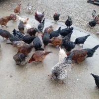 مرغ بیرانشهر|حیوانات مزرعه|بیرانوند, |دیوار