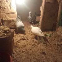 کبوتر جفتی و پرشی|پرنده|بجنورد, |دیوار