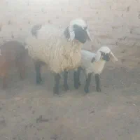 بزومیش زاییده و بسیار شیرا