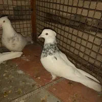 فروش چند عدد طوقی|پرنده|مهر, |دیوار