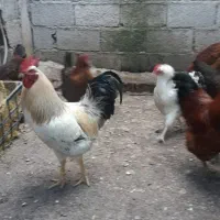 خروس جوان
